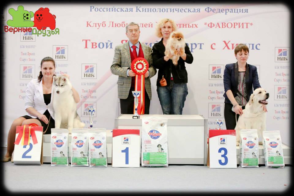 Клуб dogs